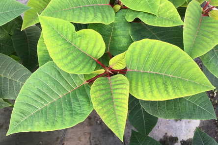 Iron Chlorosis: Exploring the Possibilities
