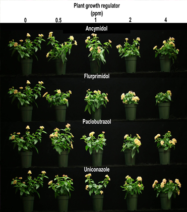 GR Drenches for Growth Control