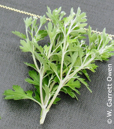 Garden Mums: Crown Buds Induced by Cool Night Temperatures