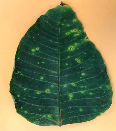 Unusual Leaf Spot on Poinsettia