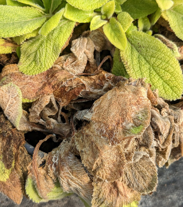 Stachys byzantina: Sclerotinia (White Mold)