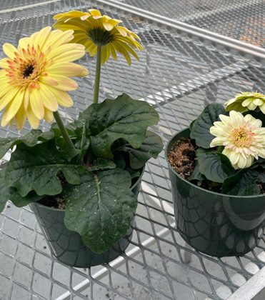 Chronic Underwatering of Gerbera Daisy