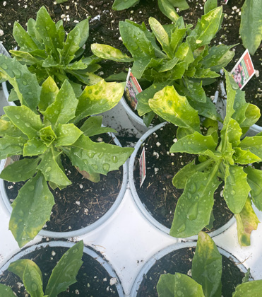 Chloromequat chloride-induced chlorosis on osteospermum