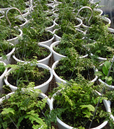 Fern-feeding Caterpillars