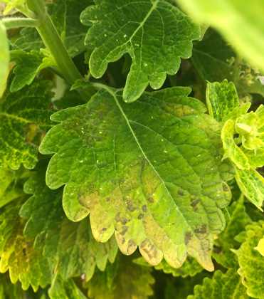 Coleus Downy Mildew Is Out and About