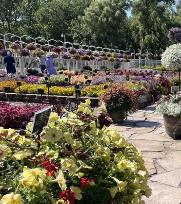 Standout Varieties from the Michigan Garden Plant Tour