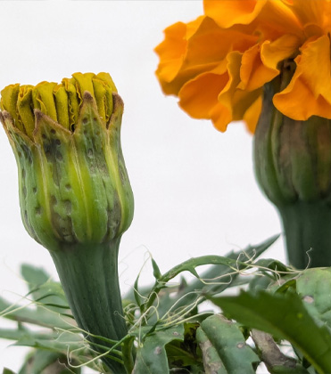 Magnificent Marigold Information Library